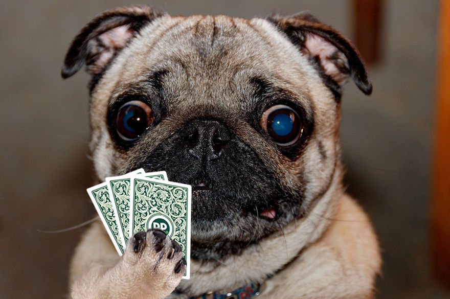 I Played Poker With My Pets And Lost