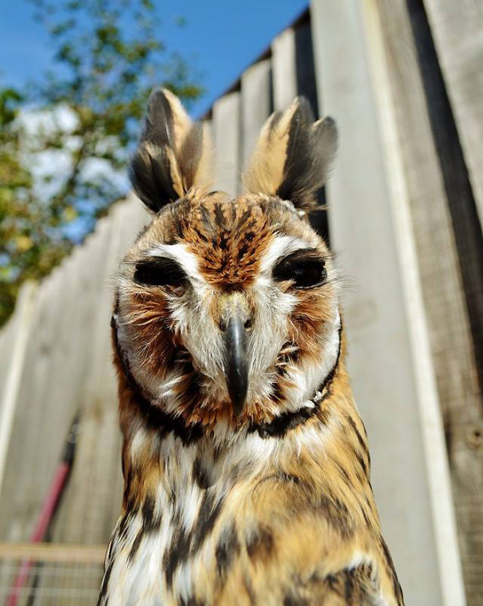 I Rescued A Mexican Striped Owl Named Loki And She Imprinted To Me