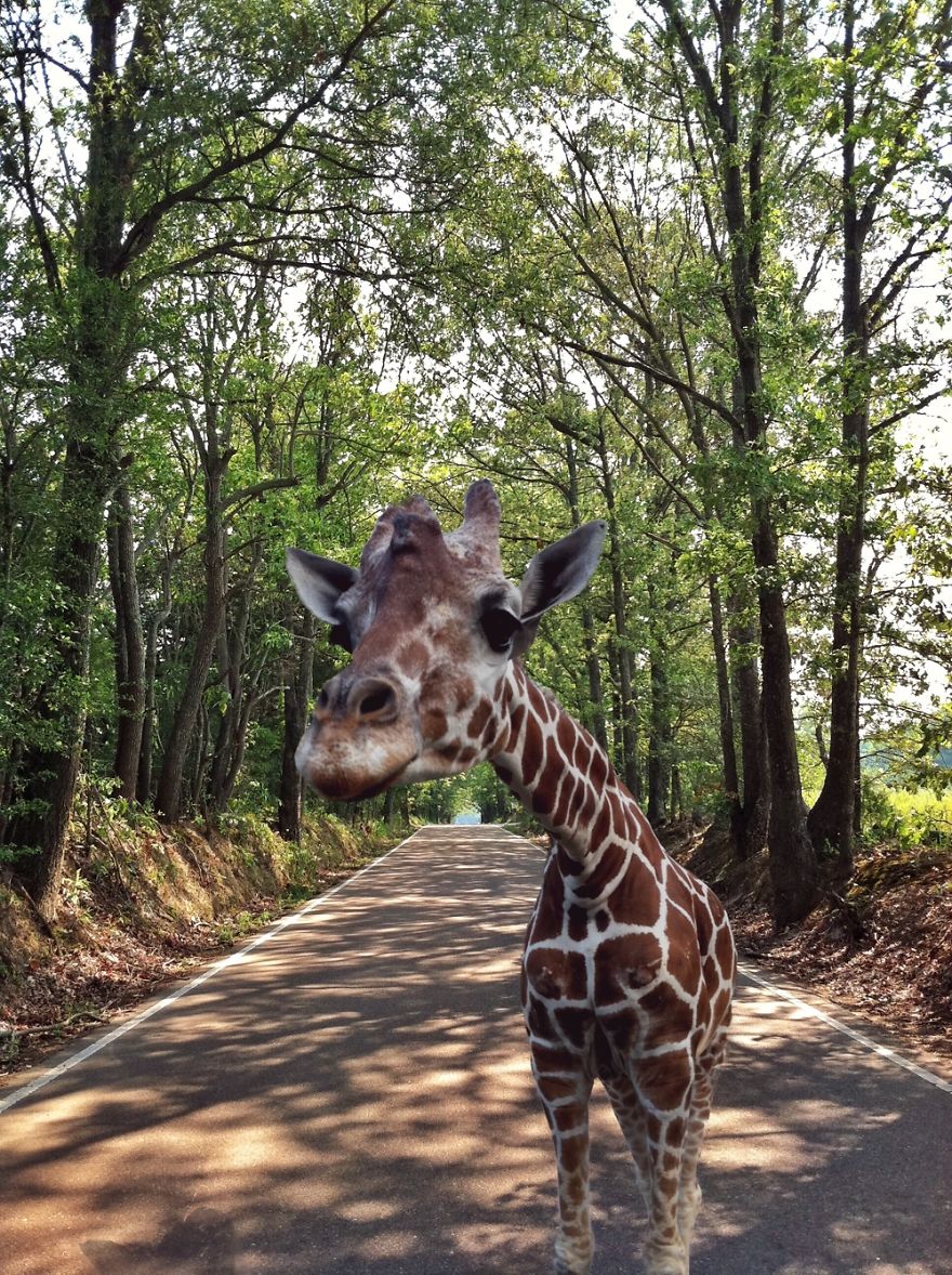 I Used My Iphone To Create A Way For This Giraffe To Leave The Zoo