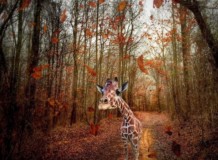 I Used My Iphone To Create A Way For This Giraffe To Leave The Zoo