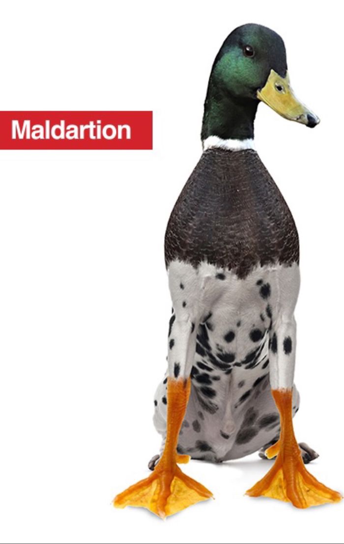 Photoshop-bred animal hybrid of a duck and a Dalmatian dog.