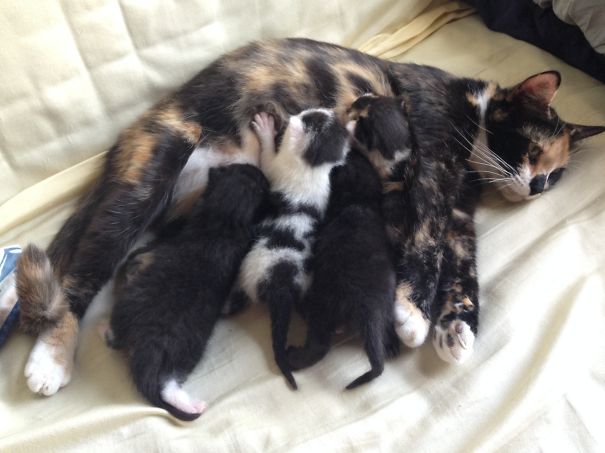 Tortieco And Her 4 Babies.
