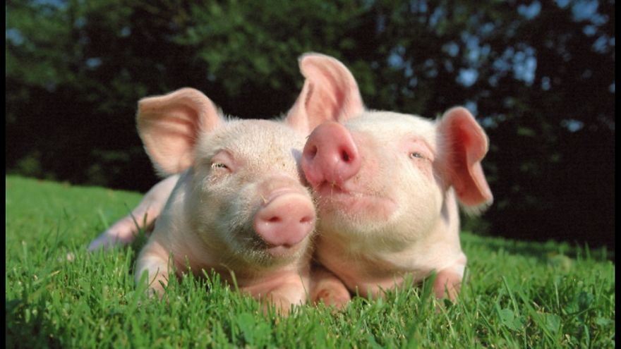 Loving Pigs