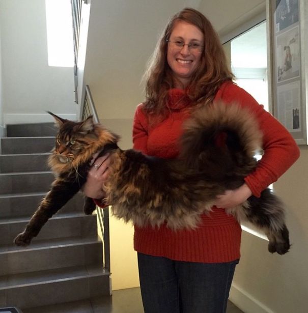 16+ Maine Coon Cats That Will Make Your Cat Look Tiny | Bored Panda