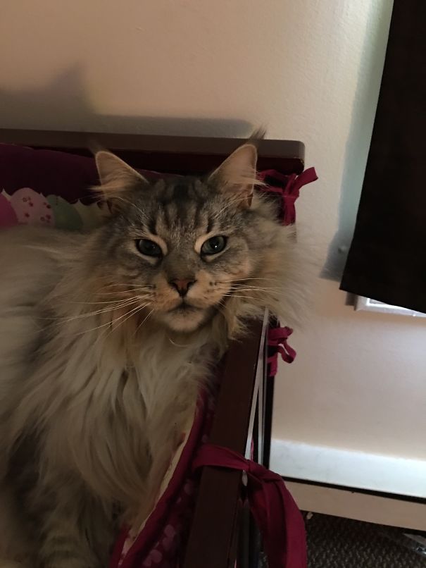 Rocky The Maine Coon Cat