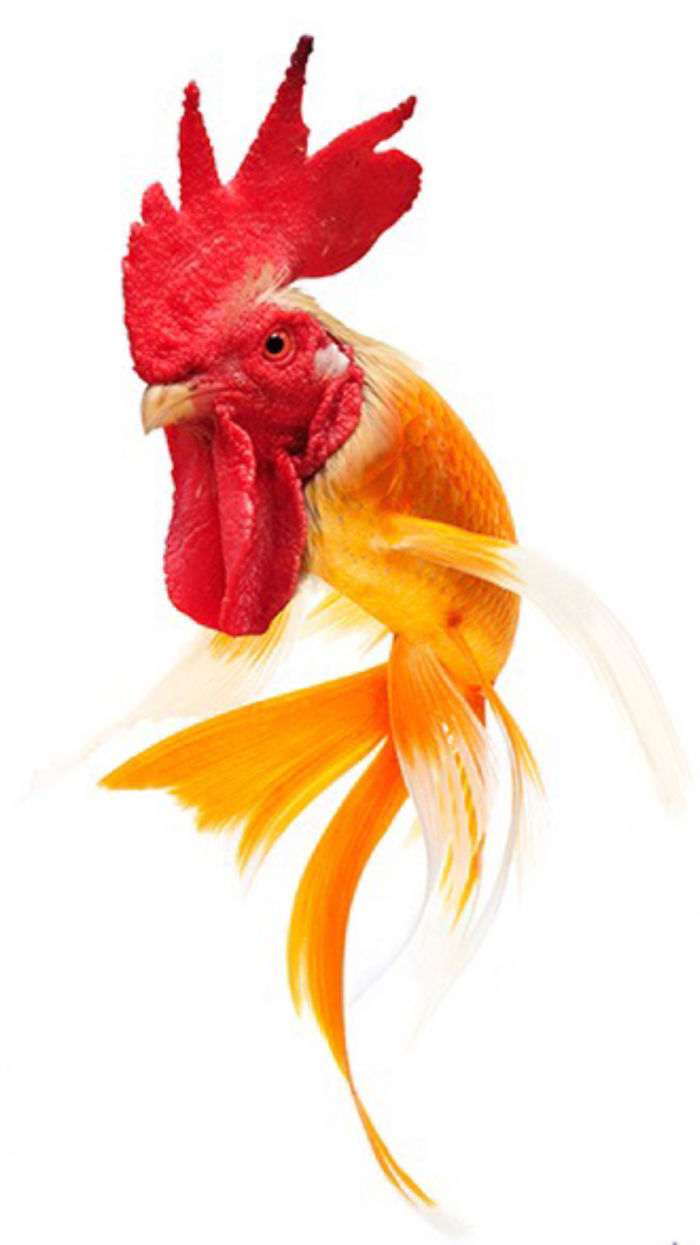 Photoshopped animal hybrid with a rooster's head and goldfish body, displaying vivid colors.