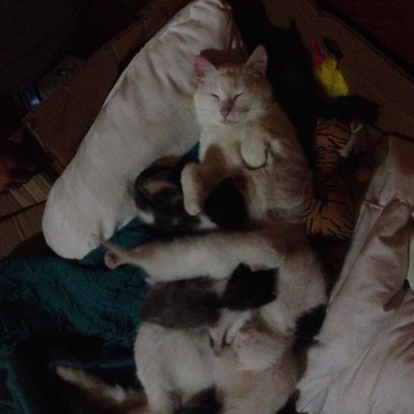 Happy Mom And Her 4 Kittens