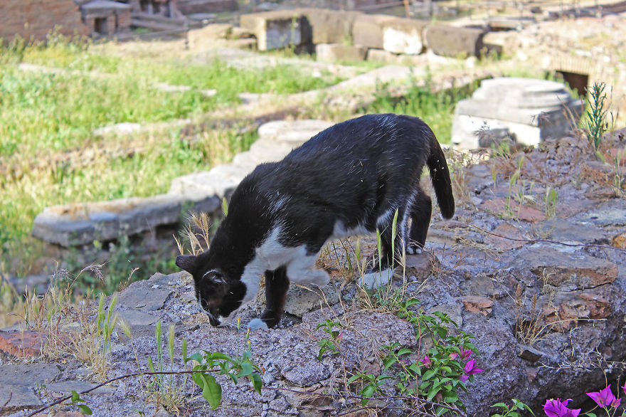 Cats That Live At Ancient Roman Ruins