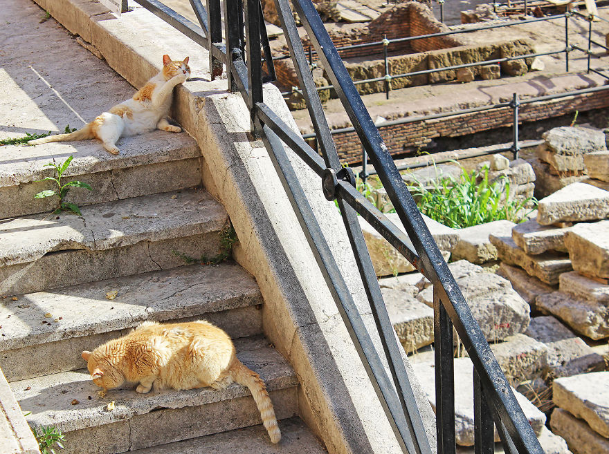 Cats That Live At Ancient Roman Ruins
