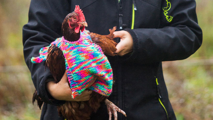 Woman Knits Tiny Sweaters For Rescued Chickens To Keep Them Warm