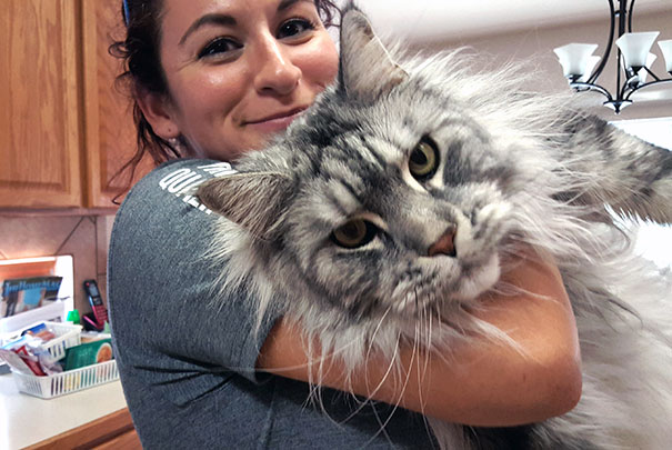 Our Maine Coon Is A Part Of Our Family