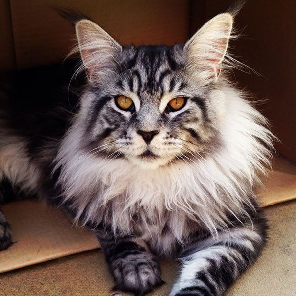 Maine Coon Cat Looking Magnificent 