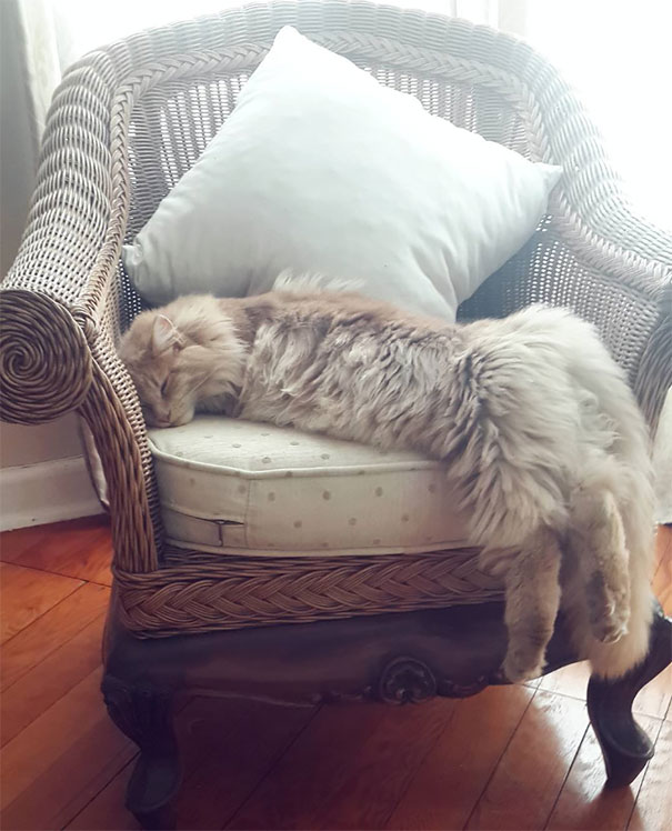 Snoozing Maine Coon Cat