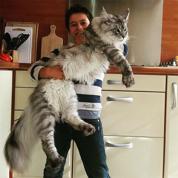 The Massive Maine Coon Cat