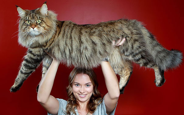 Maine Coons Are Super Long