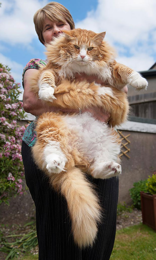 That's How Big Maine Coon Cats Are!