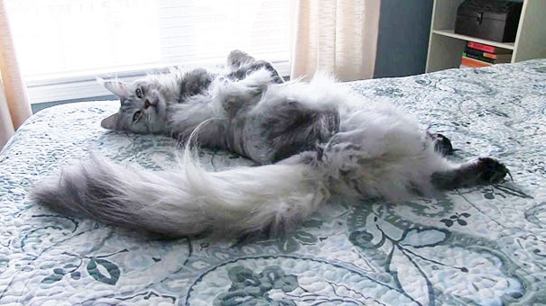 Maine Coon On The Bed
