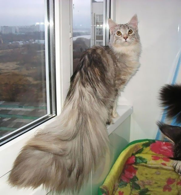 Maine Coon Cat With A Magnificent Tail