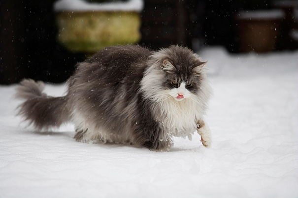 Maine Coon In Winter