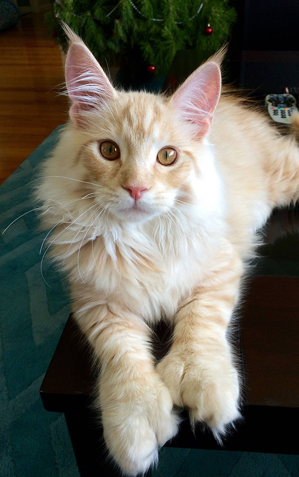Max, My 4 Month Old Poly Maine Coon