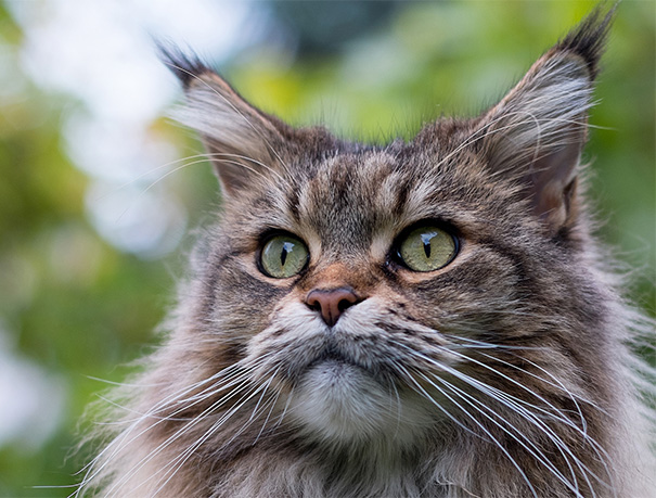 Close Up Maine Coon Photo