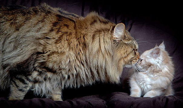 Maine Coon Cat And Kitten