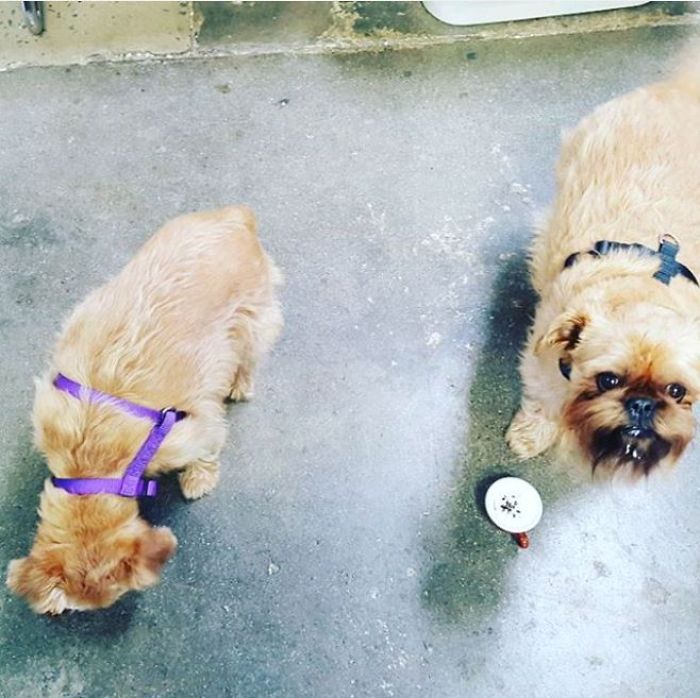 Mans Best Friend 'woofs' Down A Puppacino, The Latest Craze To Hit The Australian Café Scene.
