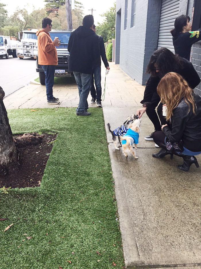 Mans Best Friend 'woofs' Down A Puppacino, The Latest Craze To Hit The Australian Café Scene.