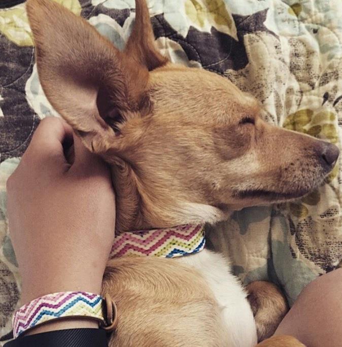 FriendshipCollar Puppy Love Dog Collar with Friendship Bracelet Large