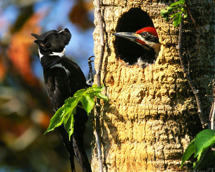 Hybrid animal with dog head and bird body on tree trunk, highlighting strange animal hybrids.