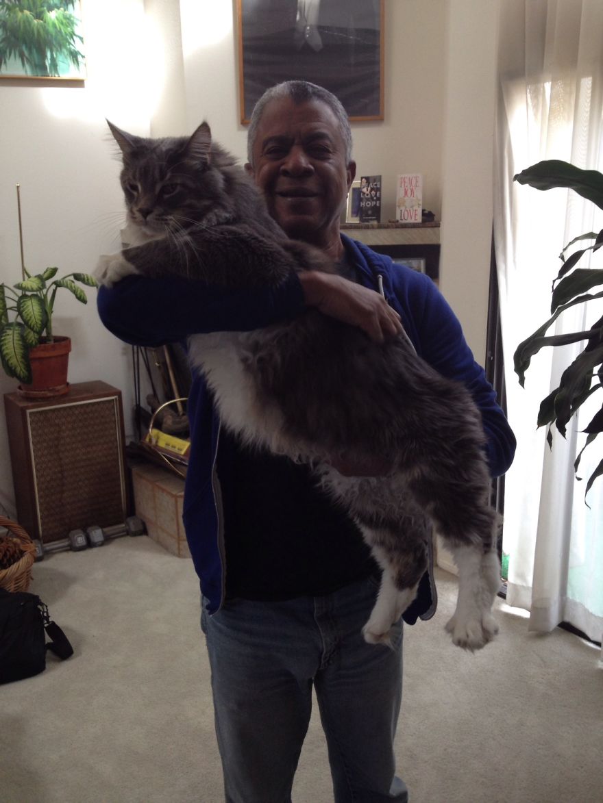 My 26-Pound Main Coon Owns My Heart