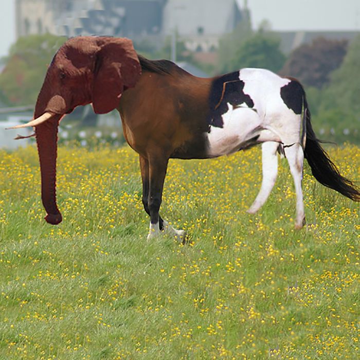 Animal hybrid with an elephant head and horse body in a field of flowers.