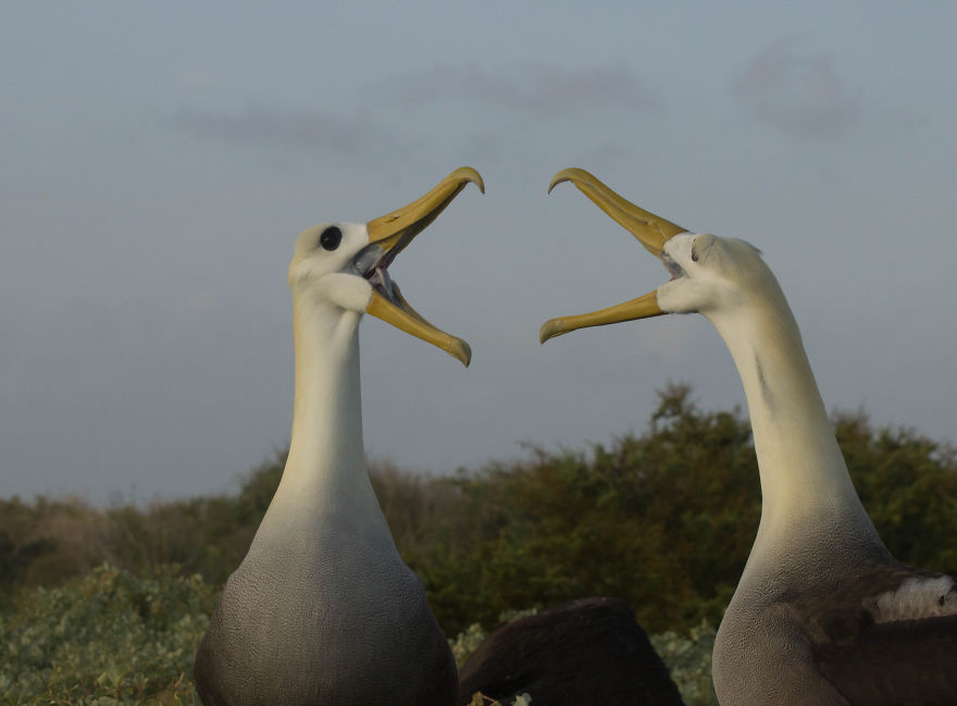 One Trip To The Galapagos And 7,000 Photos Later, This Is What I Have To Show For It