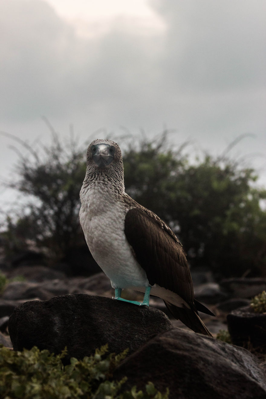 One Trip To The Galapagos And 7,000 Photos Later, This Is What I Have To Show For It