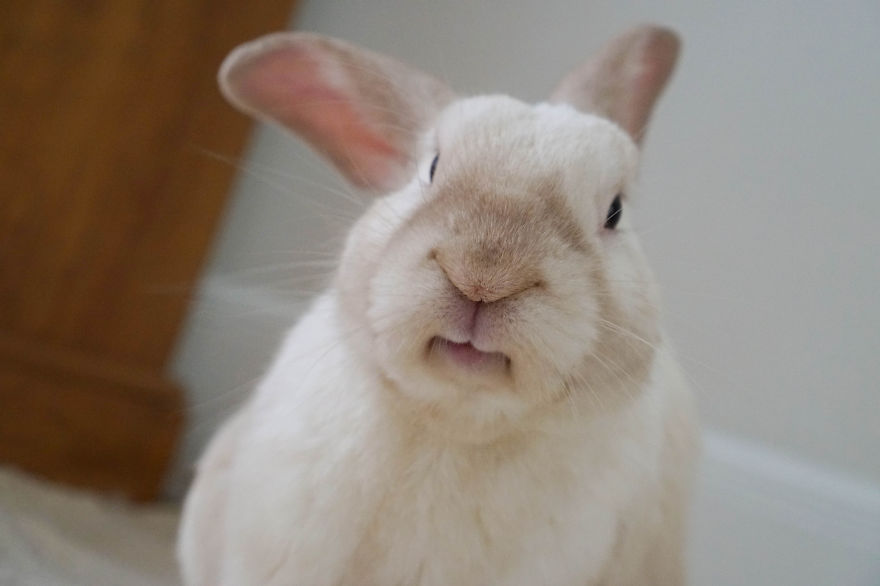 Our Bunny That We Adopted Is Always Happy
