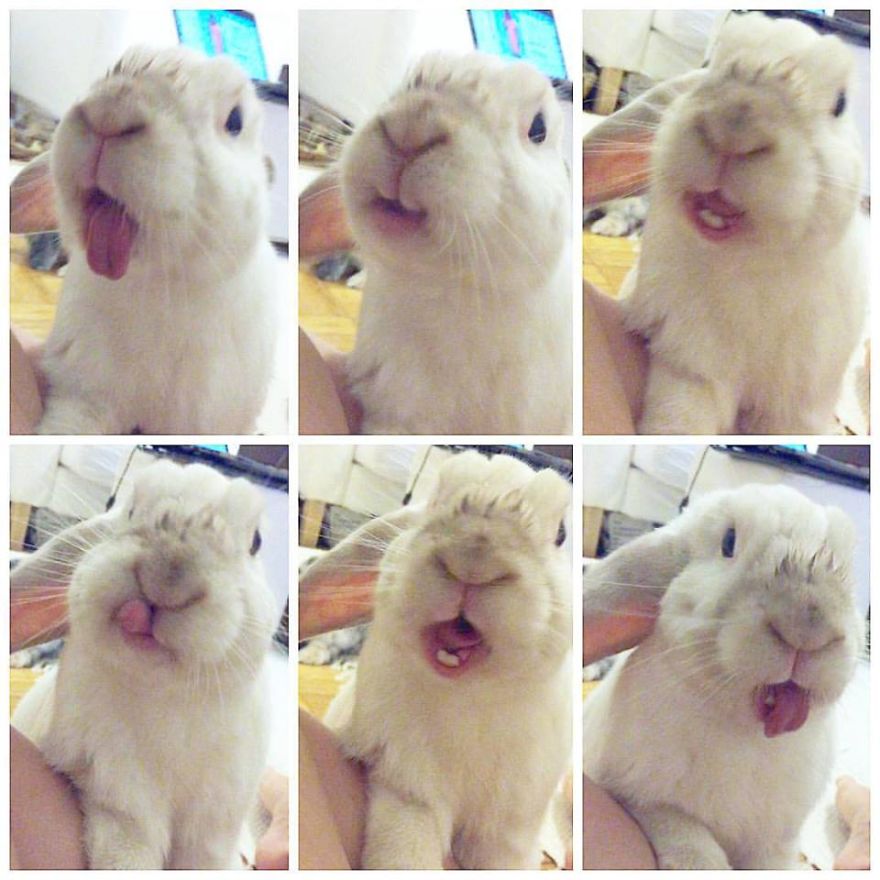 Our Bunny That We Adopted Is Always Happy