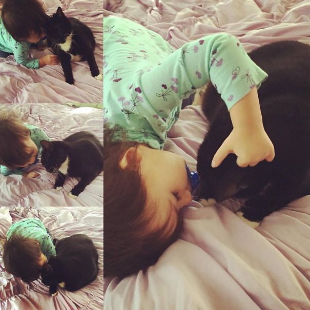 My Baby Girl And Our Friend's Cat. They Hit It Off Immediately.