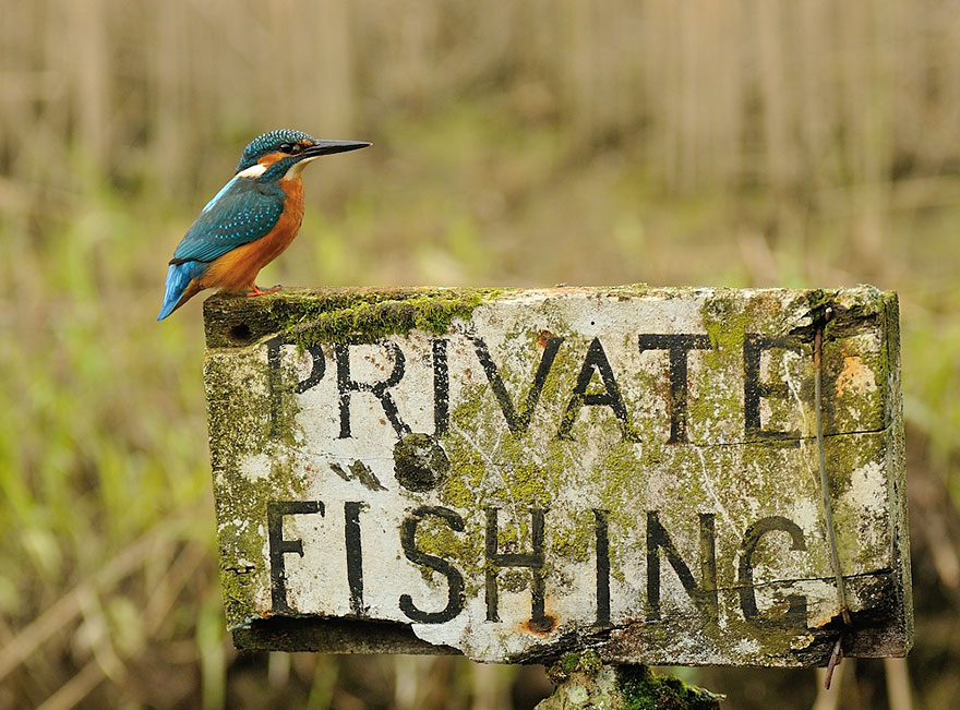 After 6 Years And 720,000 Attempts, Photographer Finally Takes Perfect Shot Of Kingfisher