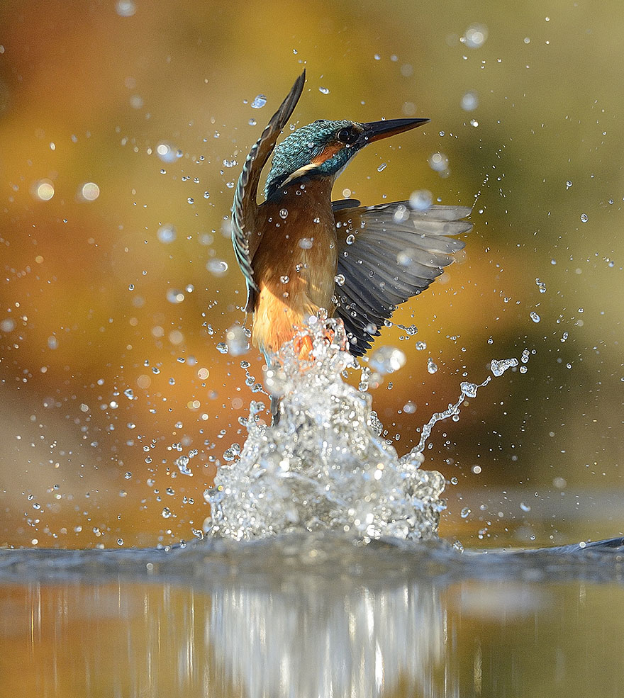 perfect-kingfisher-dive-photo--wildlife-photography-alan-mcfayden-22
