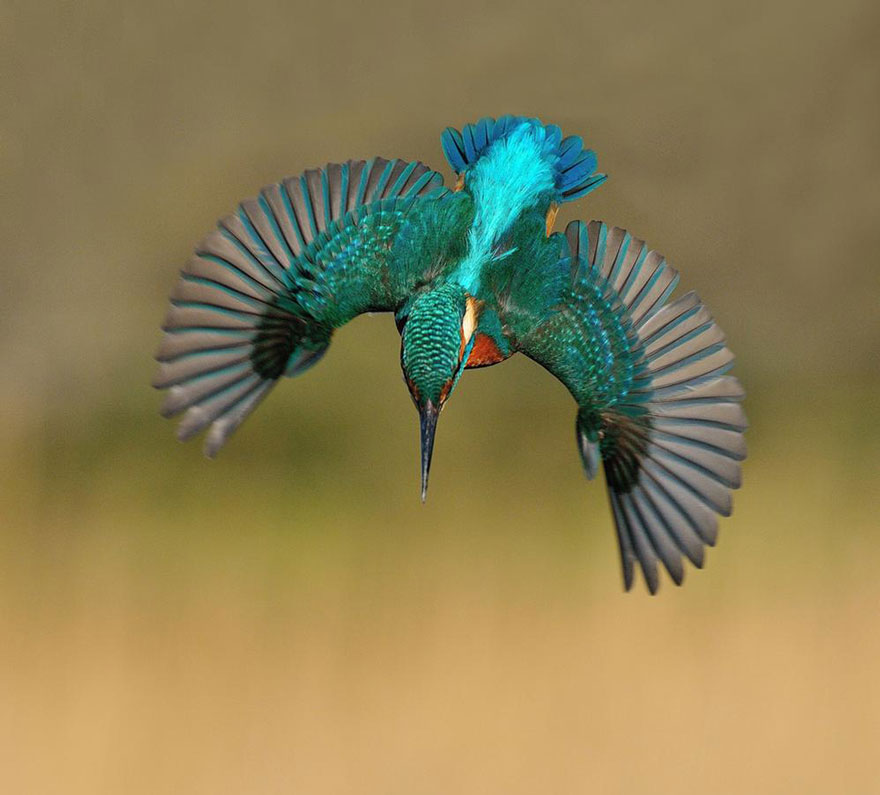 perfect-kingfisher-dive-photo--wildlife-photography-alan-mcfayden-30