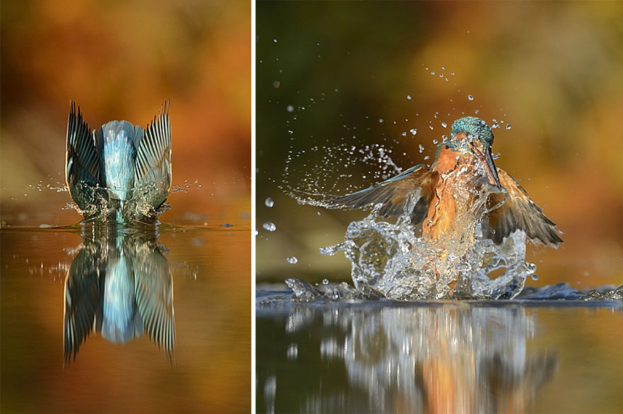 perfect-kingfisher-dive-photo--wildlife-photography-alan-mcfayden-35