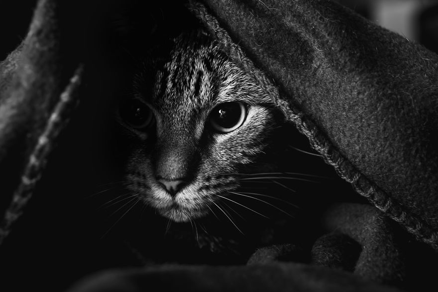 Photographing Cats Helps Me Deal With My Insecurity And Dark Past