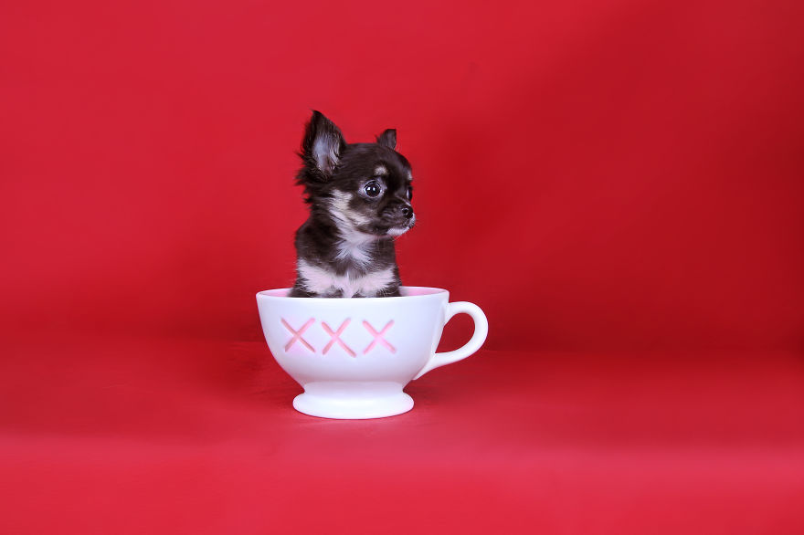 Pixel & Pebbles: My Chihuahuas Having A Blast In The Photo Studio