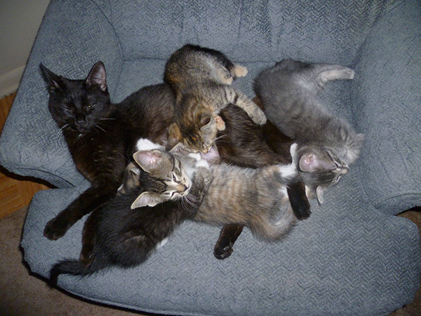 Here Is My Momma Cat Stuck Under A Pile Of Her Own Kittens