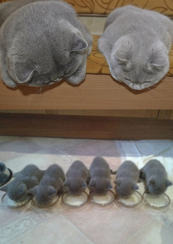 Look At These Little Fluffy Cat Nuggets
