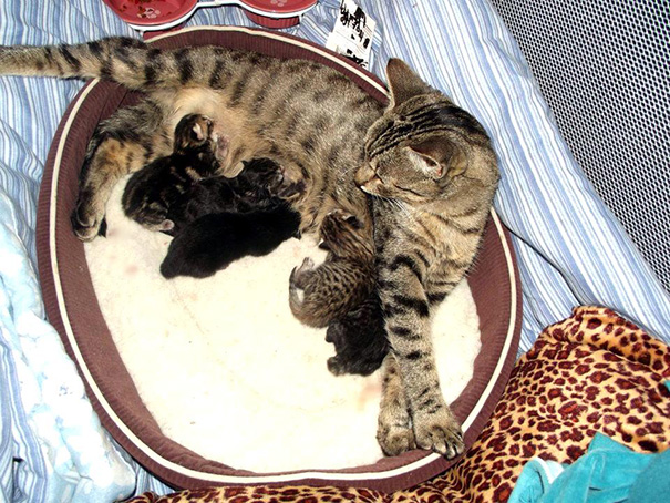 Mama Cat Had 5 Beautiful Kittens