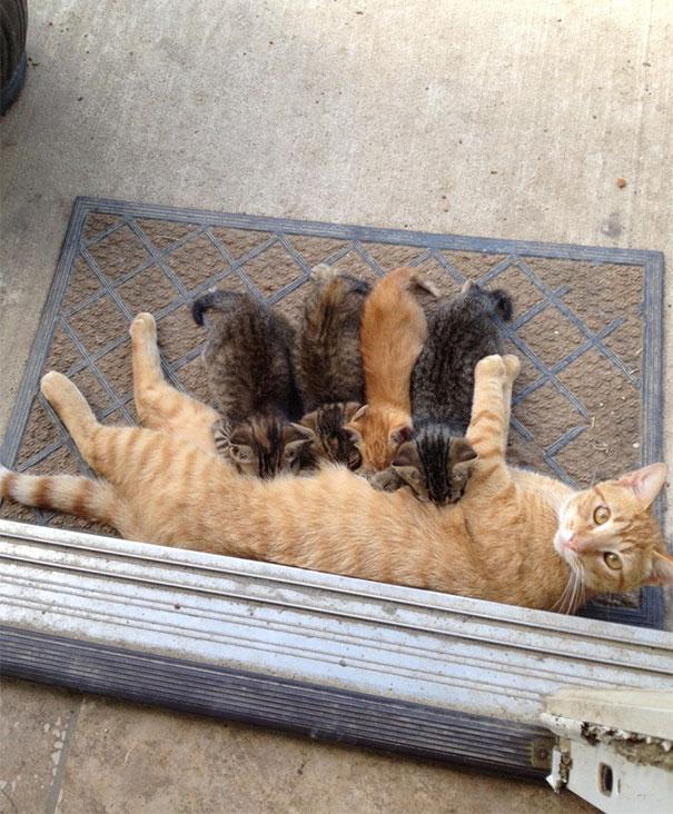 My Friend's Cat Recently Had Kittens, And The Mother Stopped Taking Care Of Them. We Found The Father Like This Today