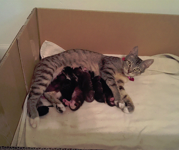 My Mom's Cat Has A Litter Of Kittens