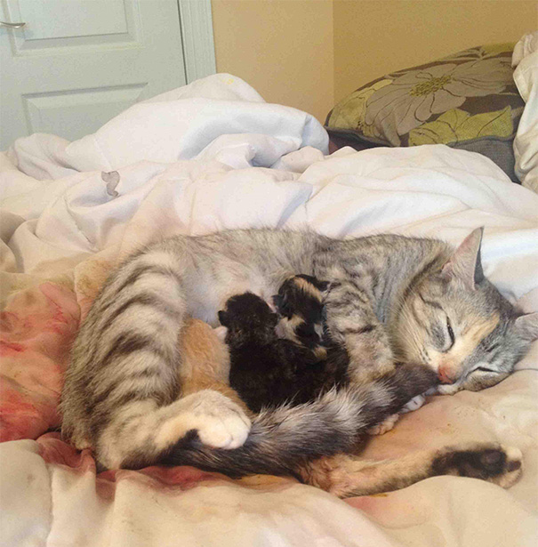 I've Been Joking That I Will Wake Up And Find My Cat Had Her Babies In Bed With Me