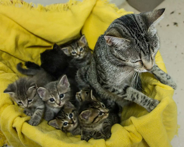 Momma Cat And Her Kittens Rescued Today